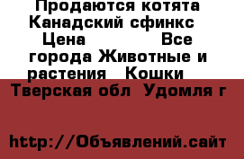 Продаются котята Канадский сфинкс › Цена ­ 15 000 - Все города Животные и растения » Кошки   . Тверская обл.,Удомля г.